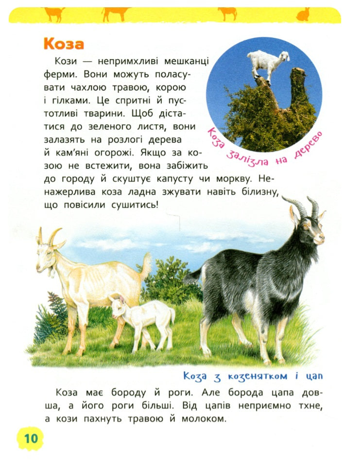 Тварини ферми. Моя перша енциклопедія.
Ірина Травіна