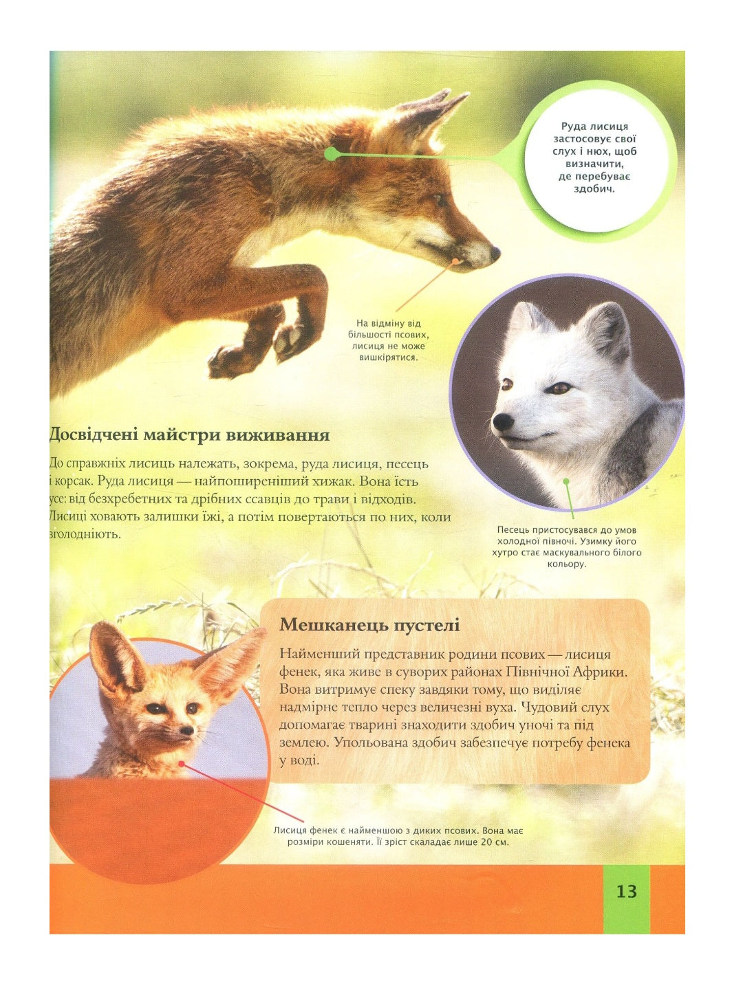 Дитяча енциклопедія тварин.
Майкл Ліч, Меріел Лленд