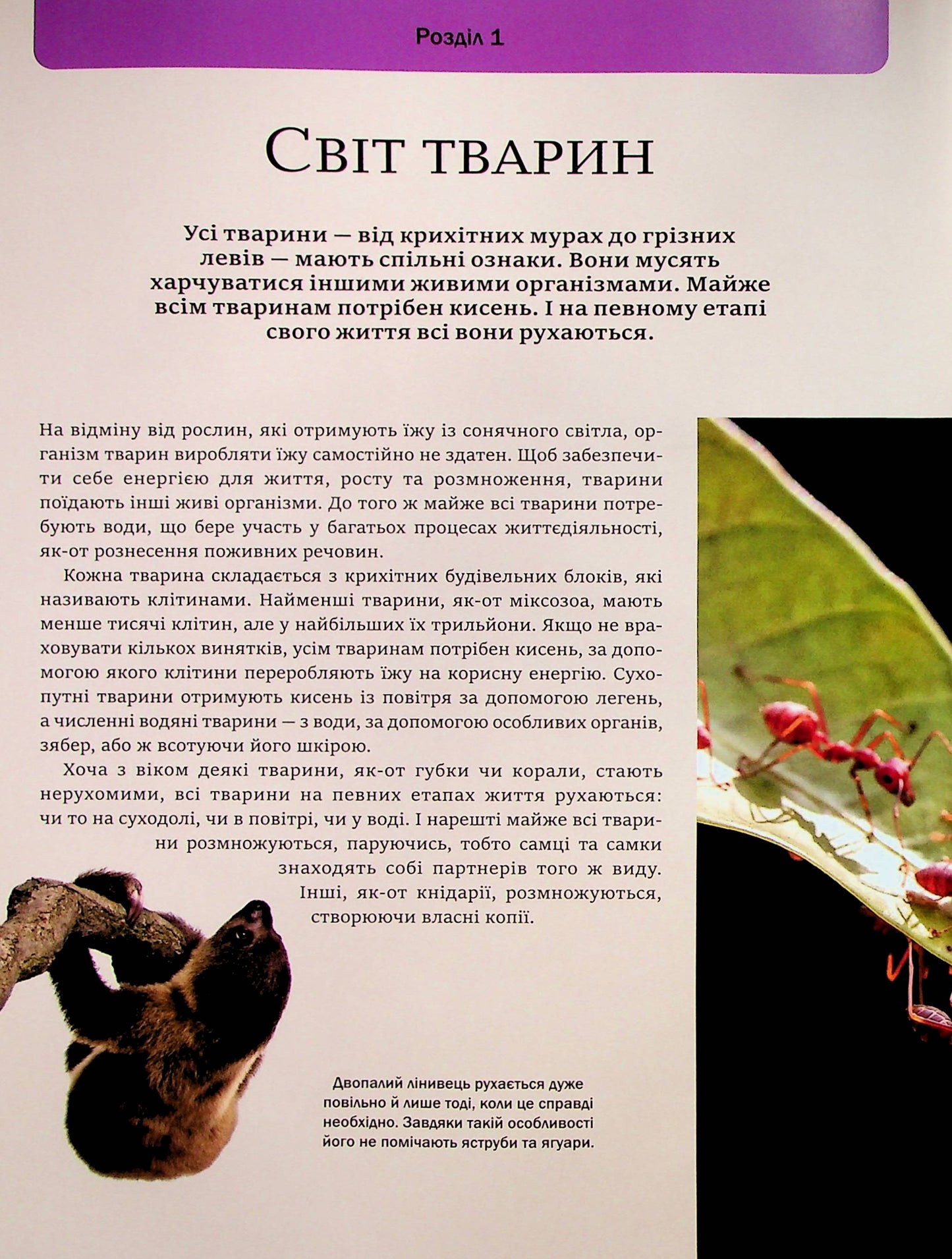 Велика книга тварин. Клаудія Мартин